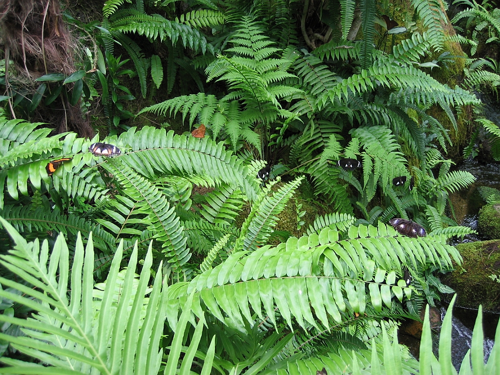 098 Kuranda Butterfly Sanctuary.jpg